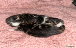Mixed Breed cats for sale: Tri Colour Kittens - Image 2