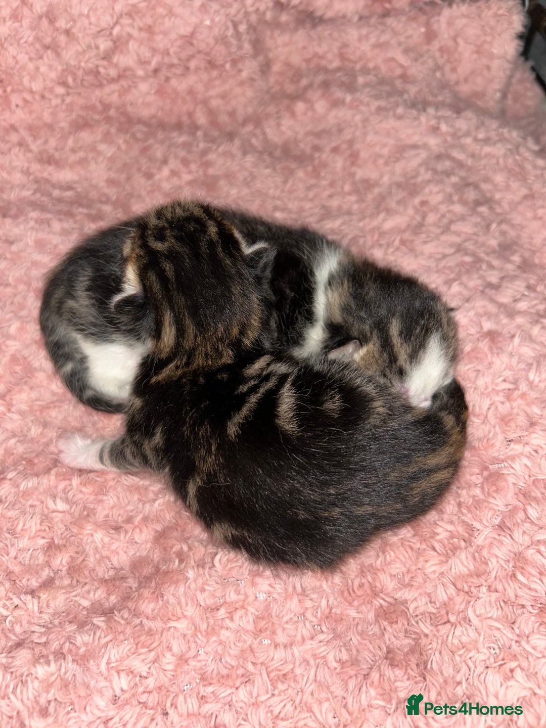 Mixed Breed cats for sale: Tri Colour Kittens - Image 2