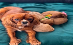 Cavapoo dogs for sale: Stunning F1 red Cavapoo puppies  - Image 5