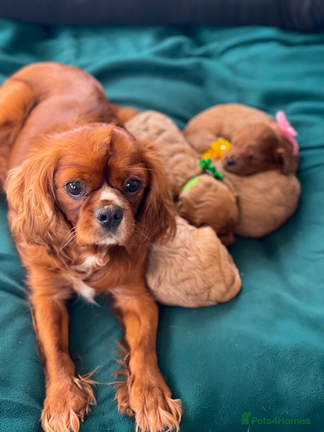 Cavapoo dogs for sale: Stunning F1 red Cavapoo puppies  - Image 5