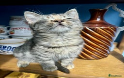 British Shorthair cats for sale: Pure British Shorthair Girls Ready Now! - Image 7