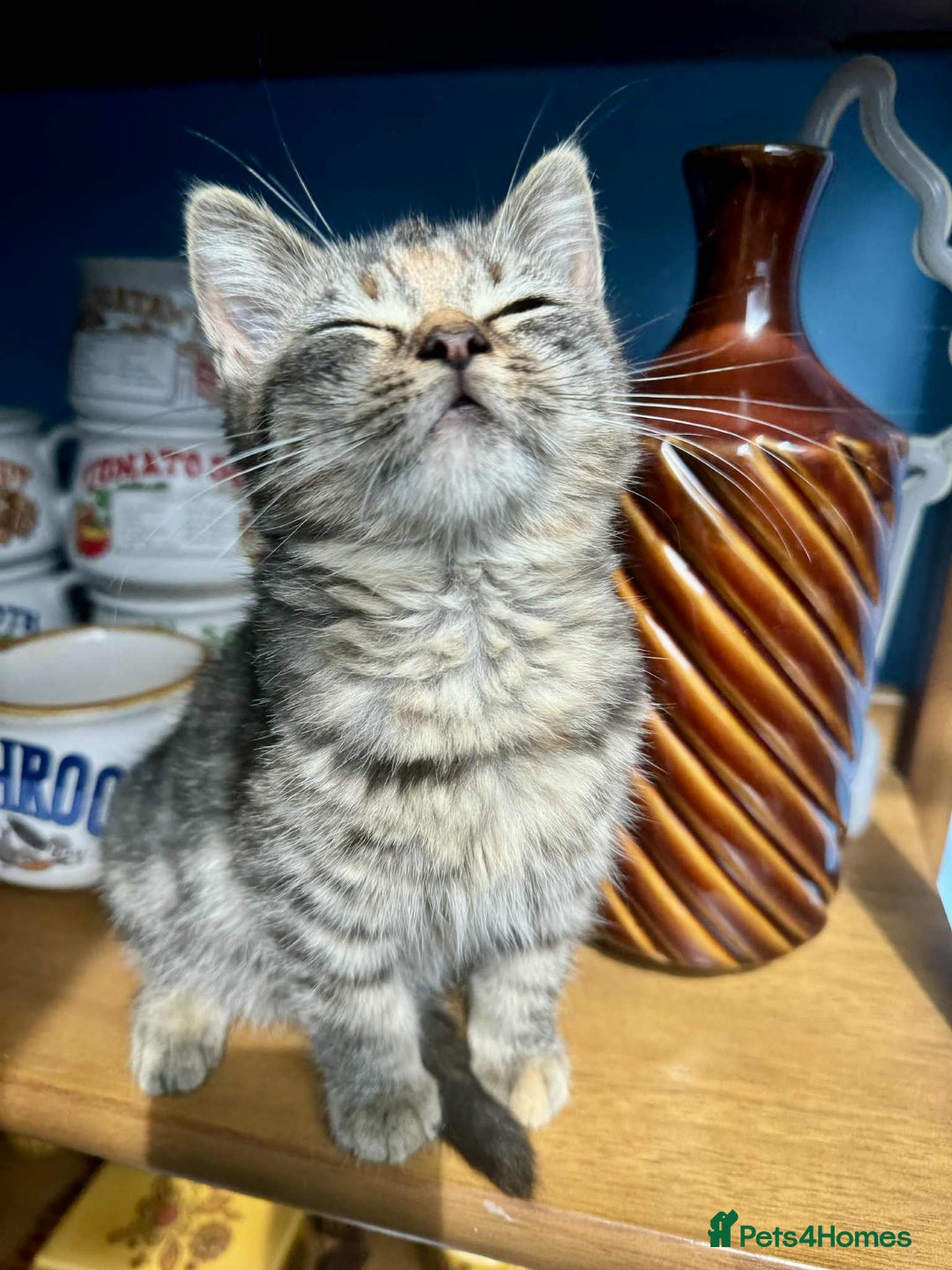 British Shorthair cats for sale: Pure British Shorthair Girls Ready Now! - Image 7