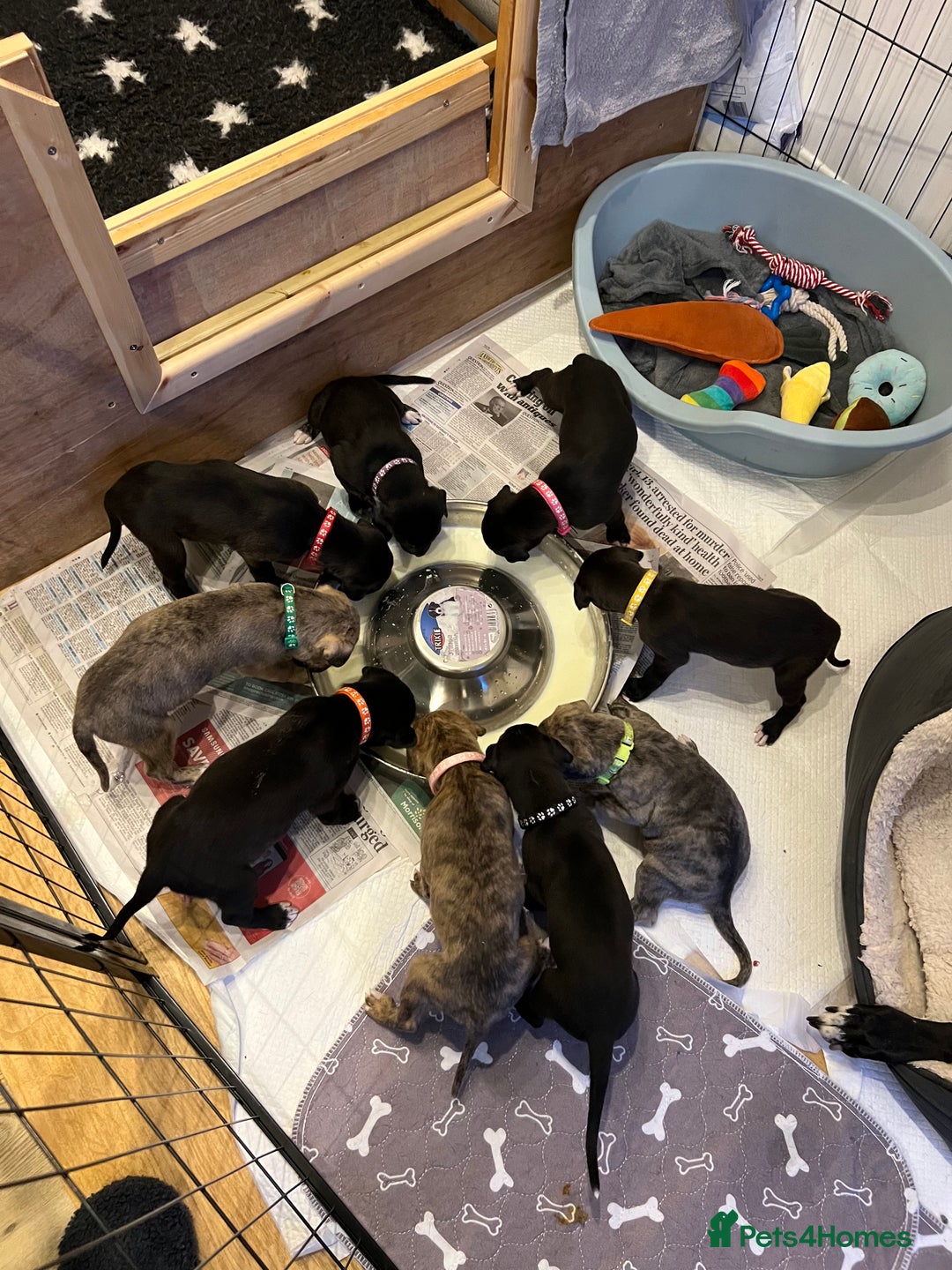 Mixed Breed dogs for sale: Lurcher Puppies - Advert 1