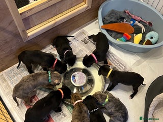 Mixed Breed dogs Lurcher Puppies - Advert 1