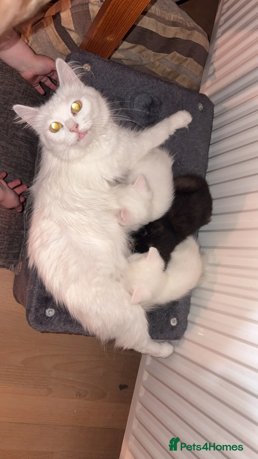 Mixed Breed cats for sale: 2 beautiful white kittens  in Horsham - Advert 10