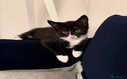 Mixed Breed cats for sale: Kitten for sale (14 weeks old)  - Image 1