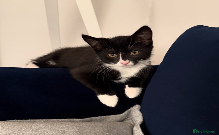 Mixed Breed cats - Advert 3