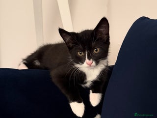 Mixed Breed cats - Advert 16
