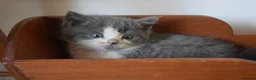 Mixed Breed cats for sale: 5 Beautiful Kittens Looking for Forever Homes - Advert 19