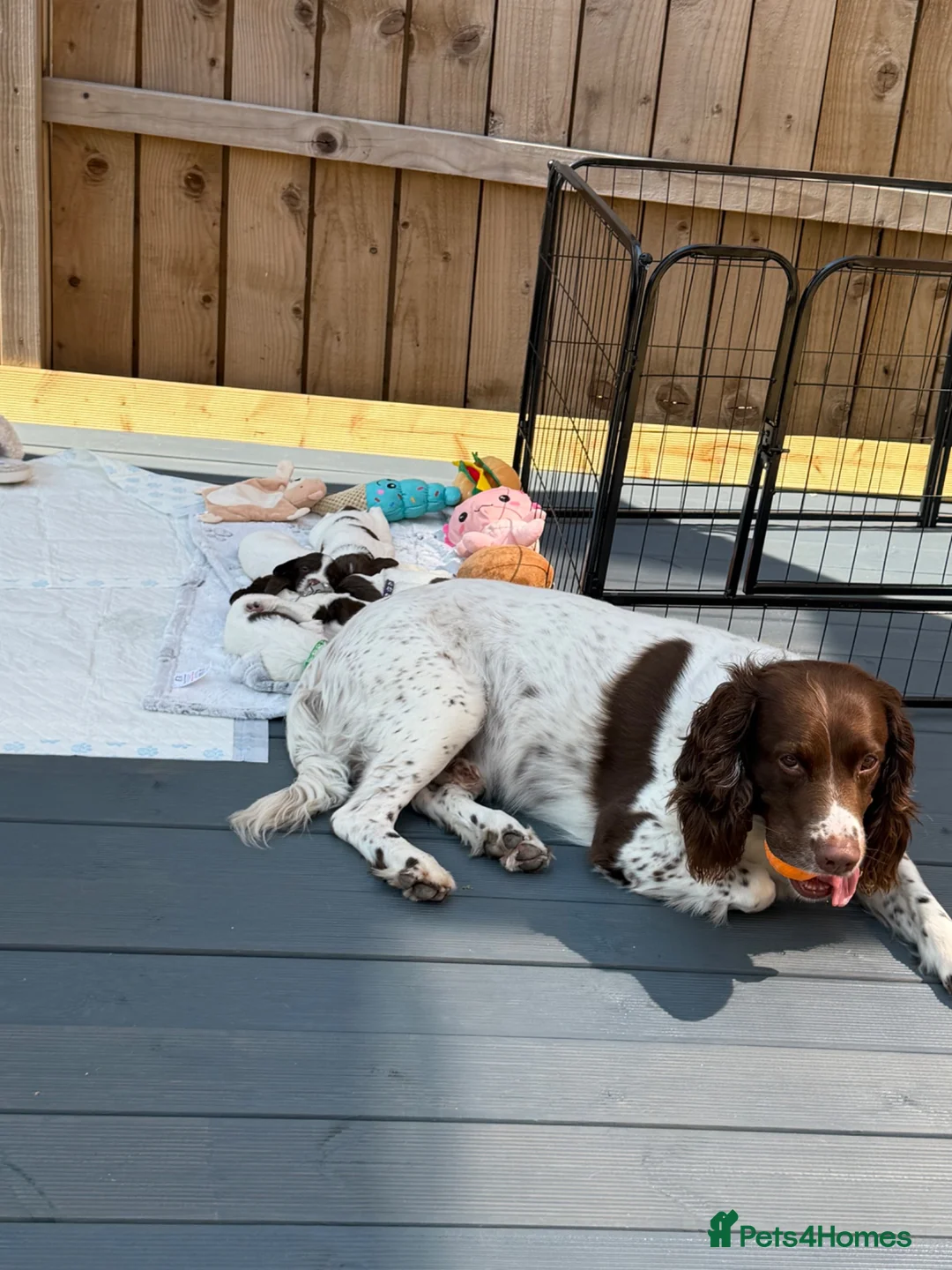 English Springer Spaniel dogs for sale: English springer spaniels puppies  in Preston - Advert 2