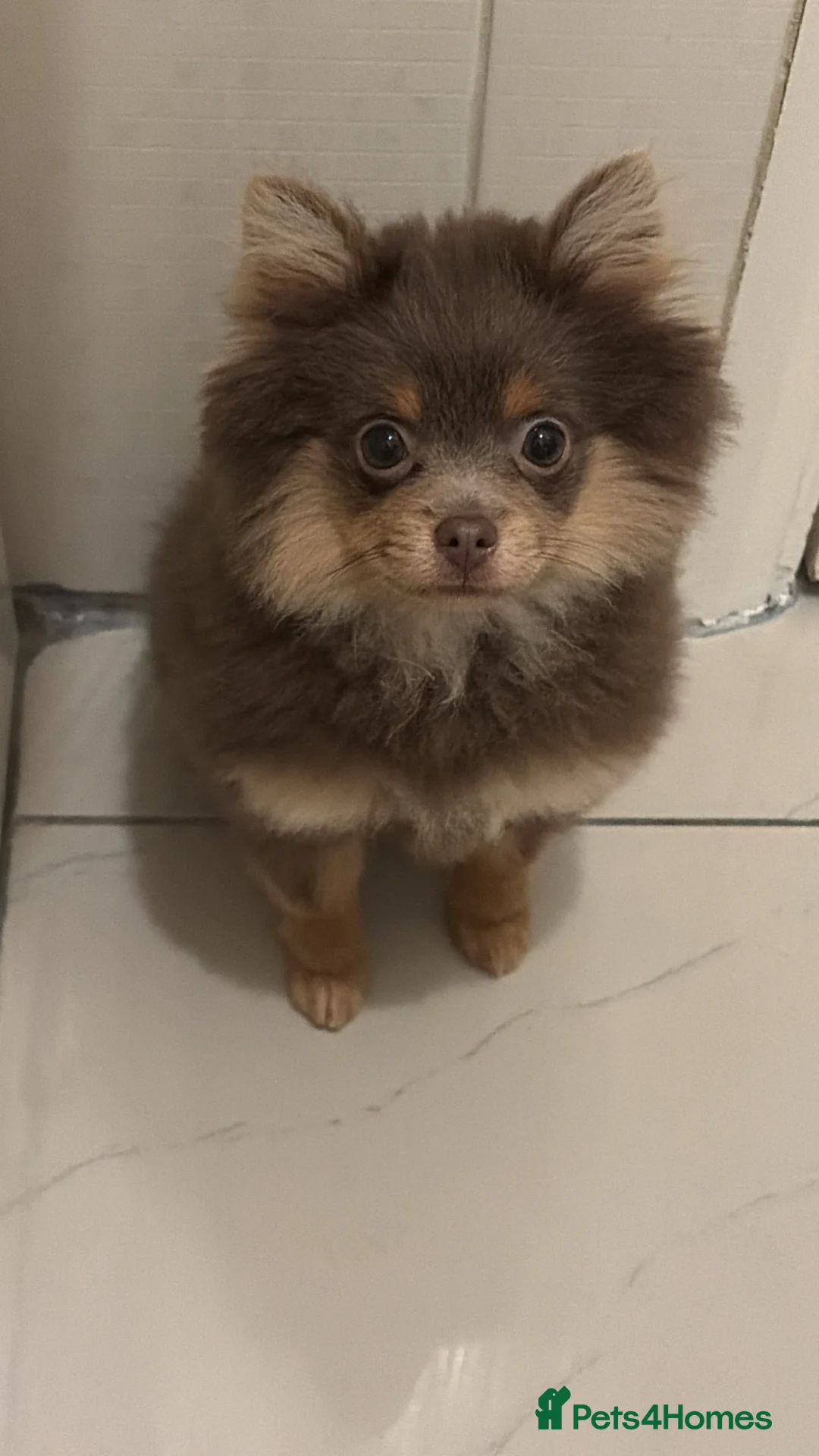 Pomeranian dogs for sale: Brown Pomeranian puppy for sale - Advert 4