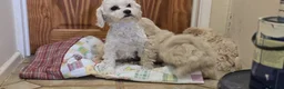 Cavachon dogs for sale: Cavachon puppies - Advert 2