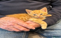 Mixed Breed cats for sale: Ready now! 6 beautiful kittens - Advert 8