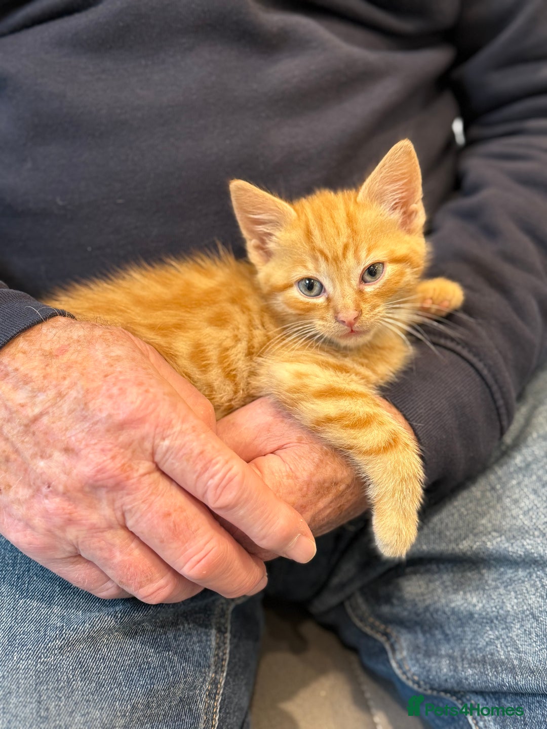 Mixed Breed cats for sale: Ready now! 6 beautiful kittens - Advert 8