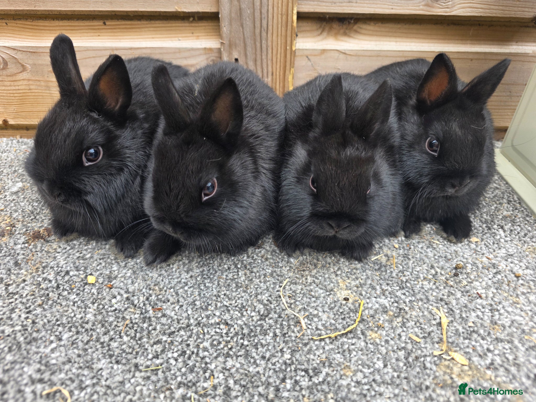 Netherland Dwarf rabbits Netherland Dwarf kits blacks and vienna  - Advert 1