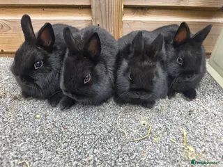 Netherland Dwarf rabbits Netherland Dwarf kits blacks and vienna - Advert 1