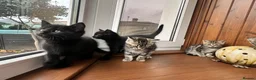 Mixed Breed cats for sale: 4 Beautiful Kittens Looking for Loving Homes!  in Dagenham - Advert 4