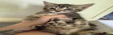 Mixed Breed Kitten 1