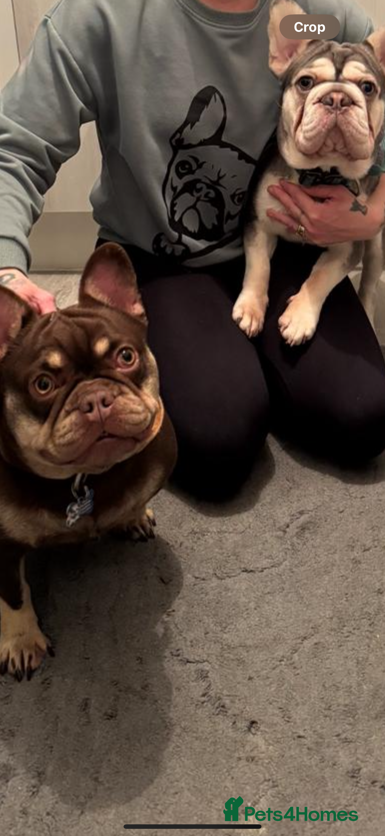 French Bulldog dogs Fluffy blue frenchie  - Advert 1