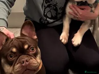 French Bulldog dogs Fluffy blue frenchie - Advert 4