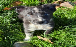 Border Collie dogs for sale: Beautiful Border Collie Pups - Image 4