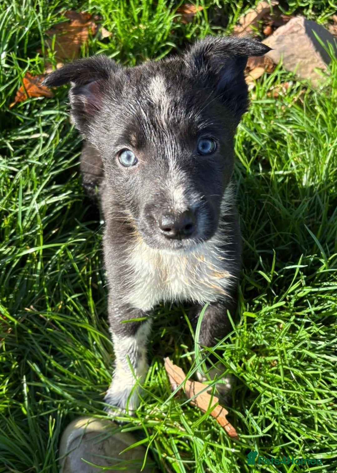 Border Collie dogs for sale: Beautiful Border Collie Pups - Image 4