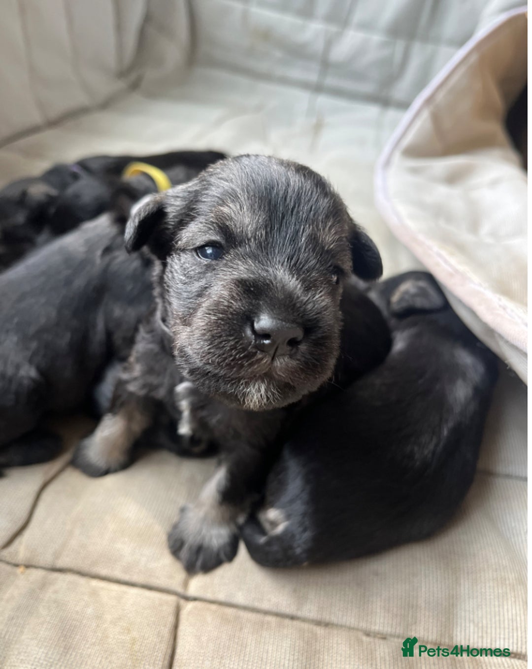 Miniature Schnauzer dogs for sale: KC miniature schnauzer (house trained) - Image 10