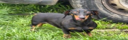 Miniature Dachshund dogs for sale: Beautiful silver dapple girl  - Advert 2