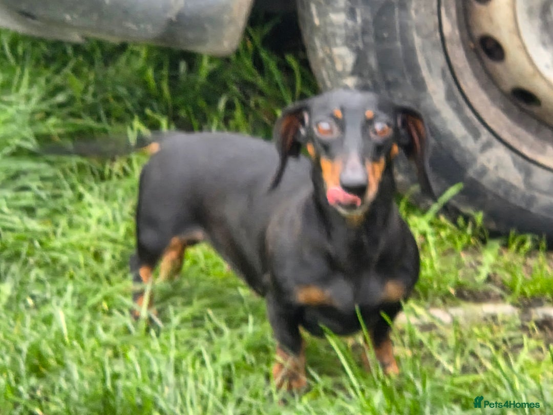 Miniature Dachshund dogs for sale: Beautiful silver dapple girl  - Advert 2