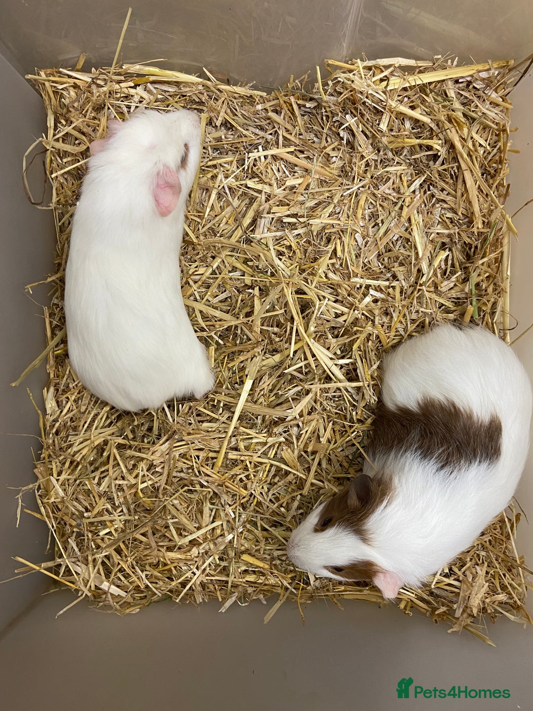 Guinea Pig rodents for sale: Baby Male Guinea Pigs - Image 3