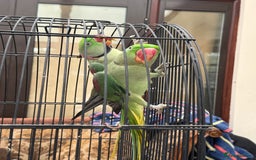 Parrots birds for sale: Pair Of Alexandrine Parrots - Image 4