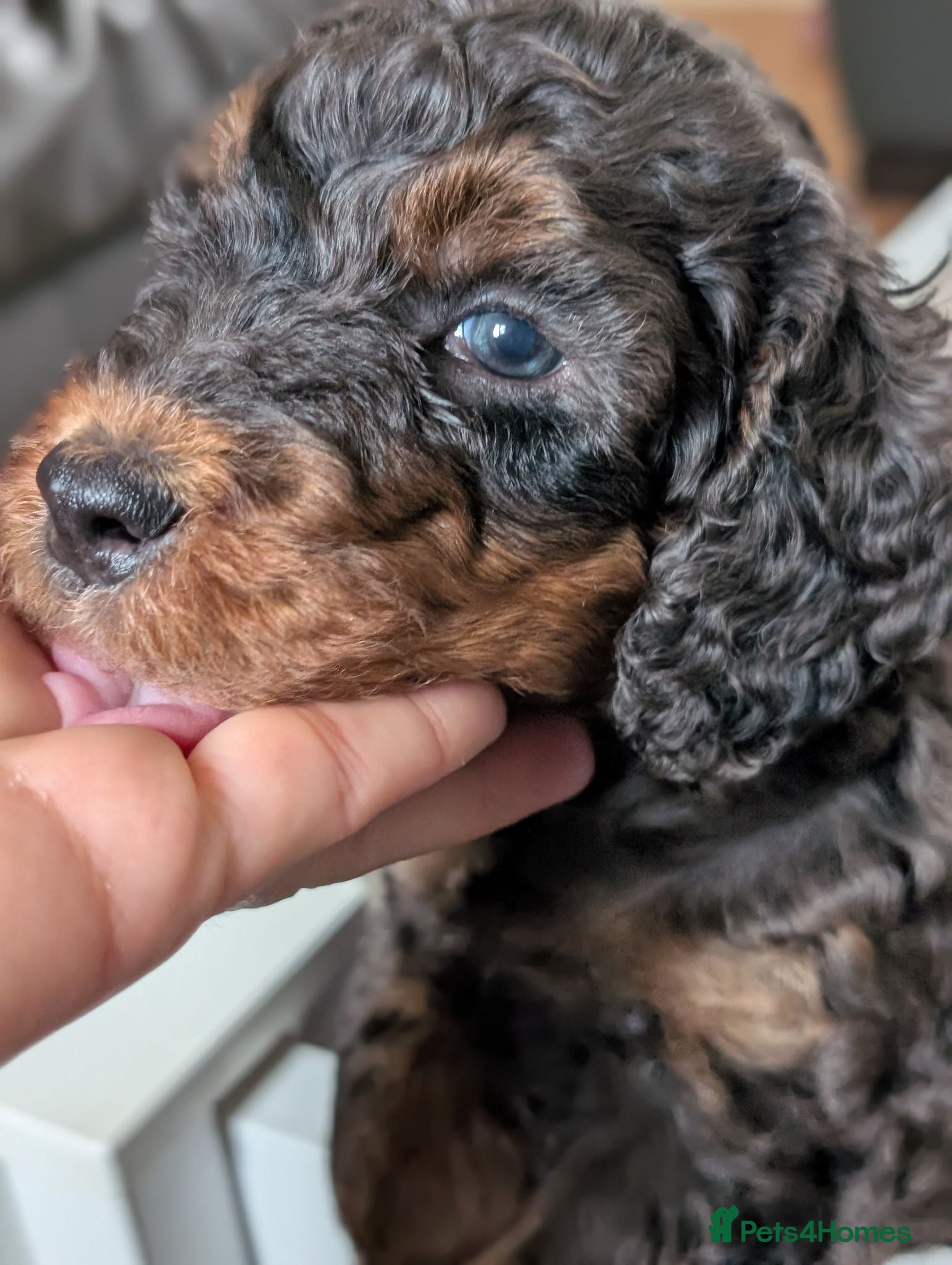 Bernedoodle dogs Real Miniature Sized Australian Bernedoodle  - Advert 17