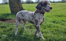 Bernedoodle dogs for sale: Standard Bernedoodle Blue Merle, Black White. - Image 39