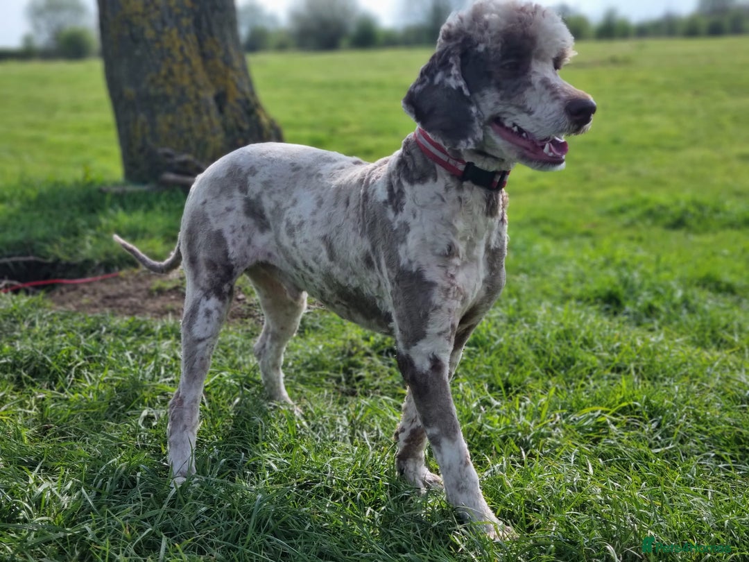 Bernedoodle dogs for sale: Standard Bernedoodle Blue Merle, Black White. - Image 39