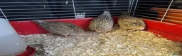 Quail poultry for sale: 3 Corturnix and 2 Celadon - Advert 4