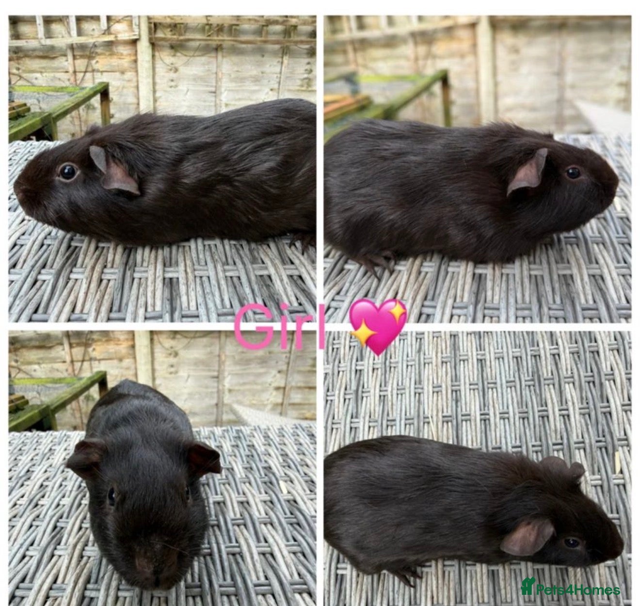 Guinea Pig rodents 5 Male 2 Female Guinea pigs(Teddy,sheltie,smooth) - Advert 21