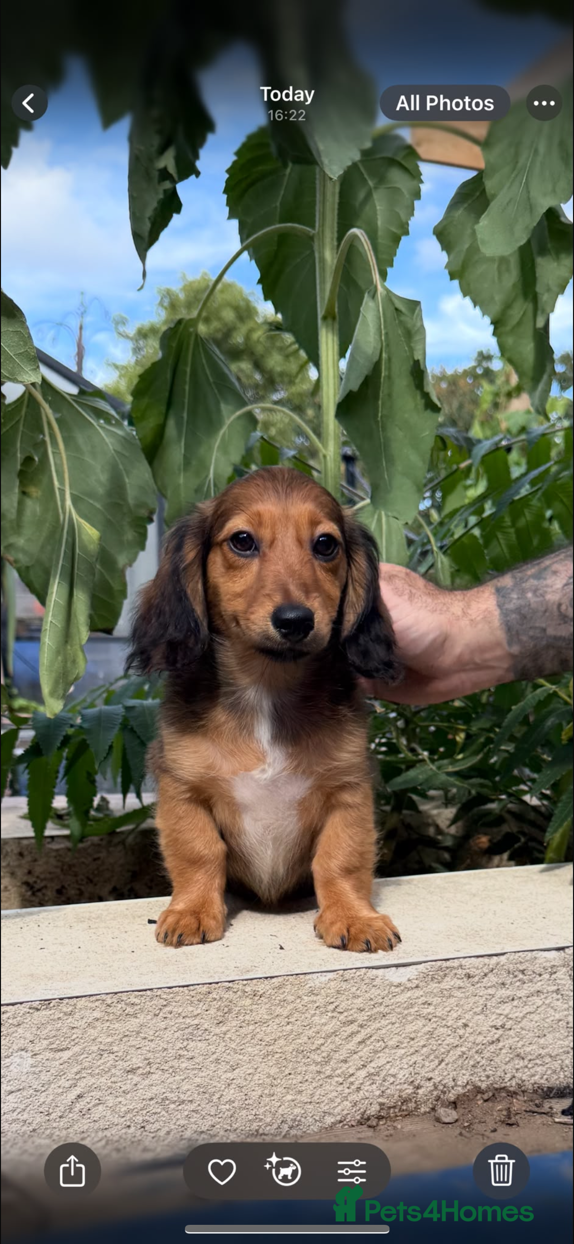 Miniature Dachshund dogs Miniature dachshunds  - Advert 12