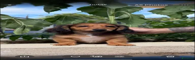 Miniature Dachshund 2