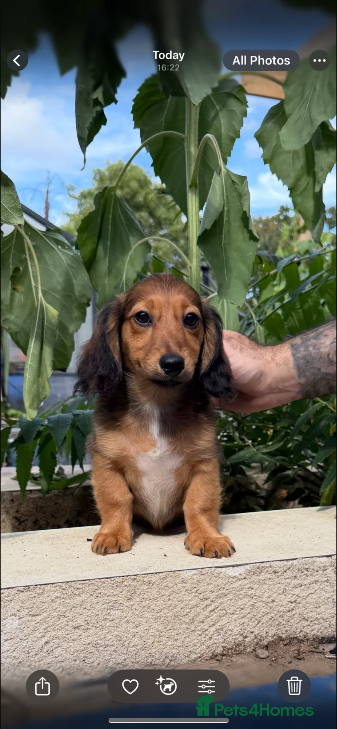 Miniature Dachshund dogs for sale: Miniature dachshunds  - Advert 1