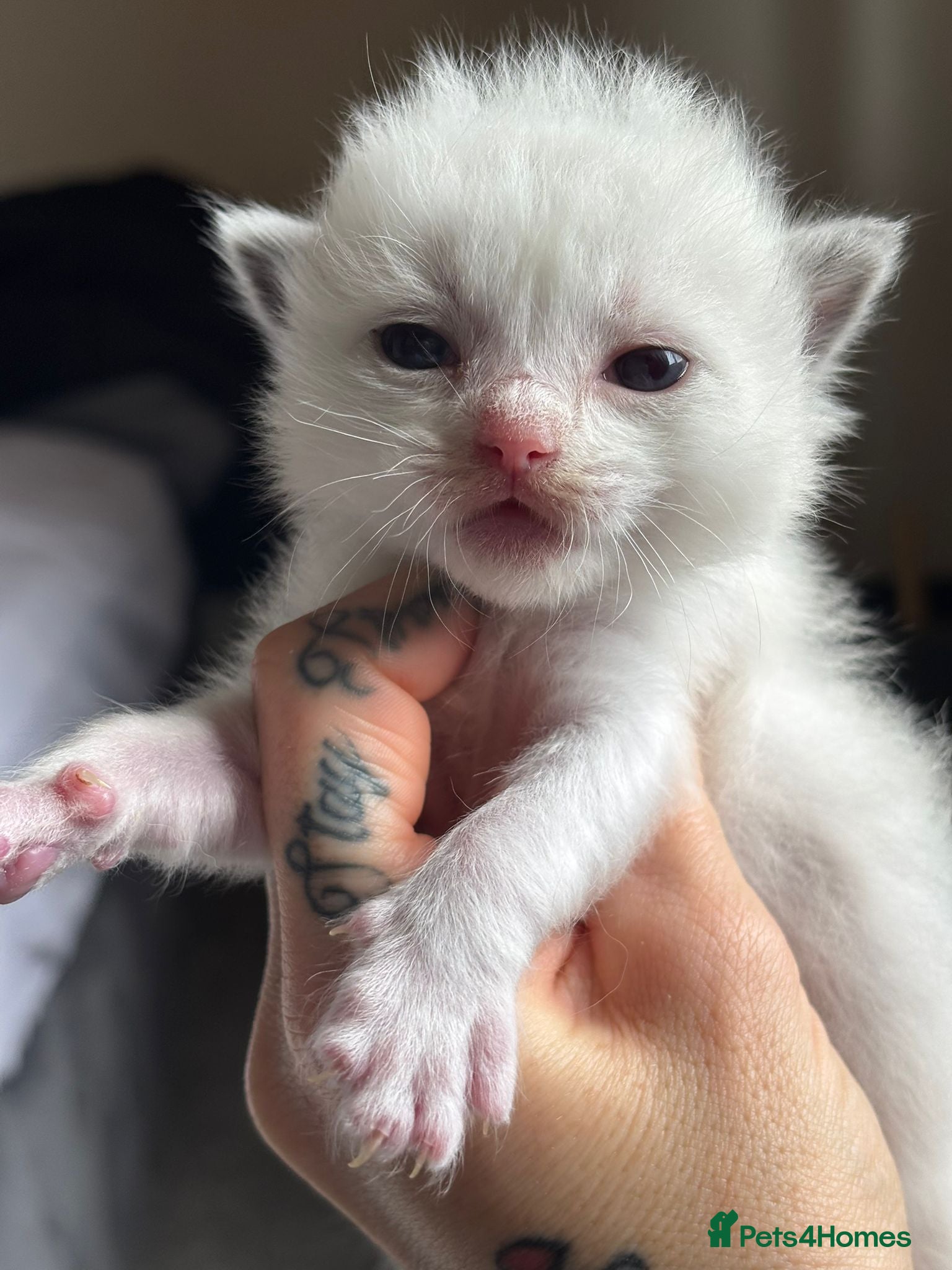 Ragdoll cats 💖🐾 Beautiful TICA Ragdoll Kittens 🐾💖 - Advert 2