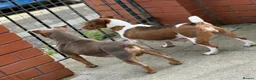 Jack Russell dogs for sale: Beautiful miniature Jack Russell puppies  - Advert 8