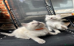 Ragdoll cats for sale: One blue point male ragdoll left  - Image 3