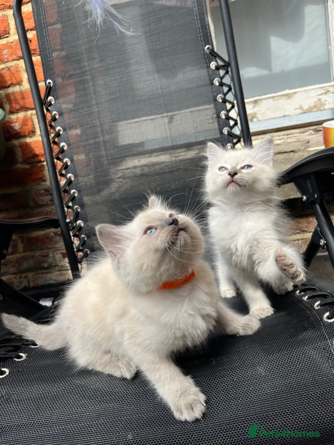 Ragdoll cats for sale: One blue point male ragdoll left  - Image 3