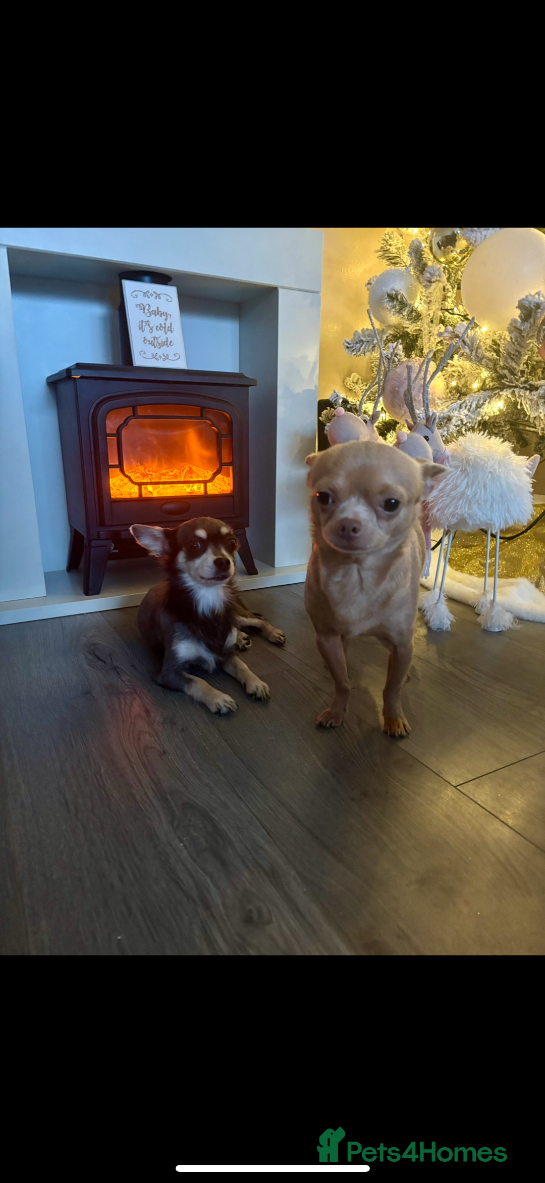 Chorkie dogs for sale: 3 beautiful white girls waiting for perfect homes - Image 6