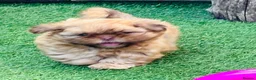 Shih Tzu dogs for sale: Handsome liver Shih Tzu boy puppy  - Advert 13