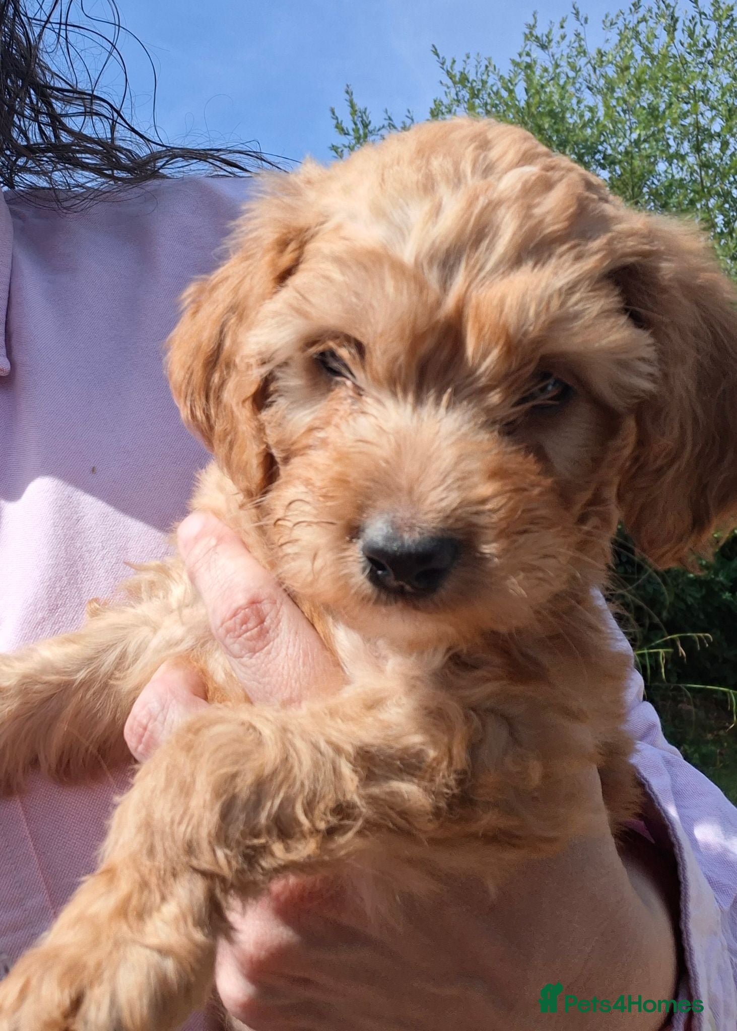 Cockapoo dogs One girl  remaining £850 - Advert 2