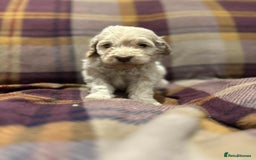 Cockapoo dogs for sale: Quality F1 Cockapoo pups - Advert 6