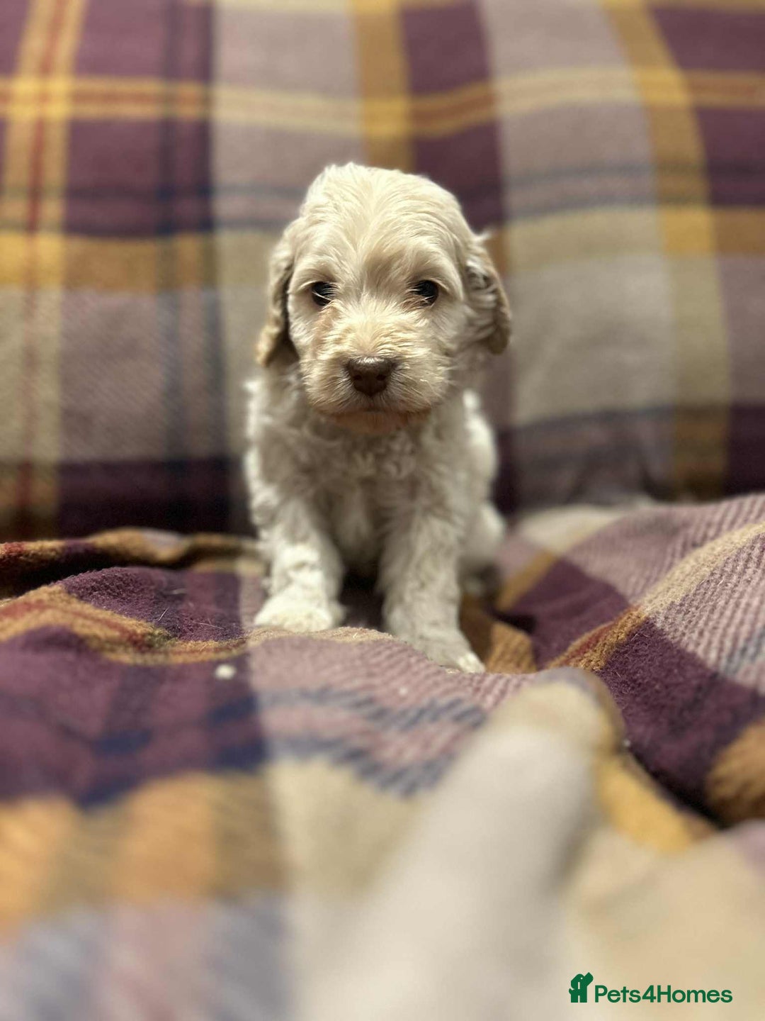 Cockapoo dogs for sale: Quality F1 Cockapoo pups - Advert 6