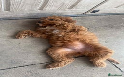Cavapoo dogs for sale: Red F1 Cavapoo female - Image 2