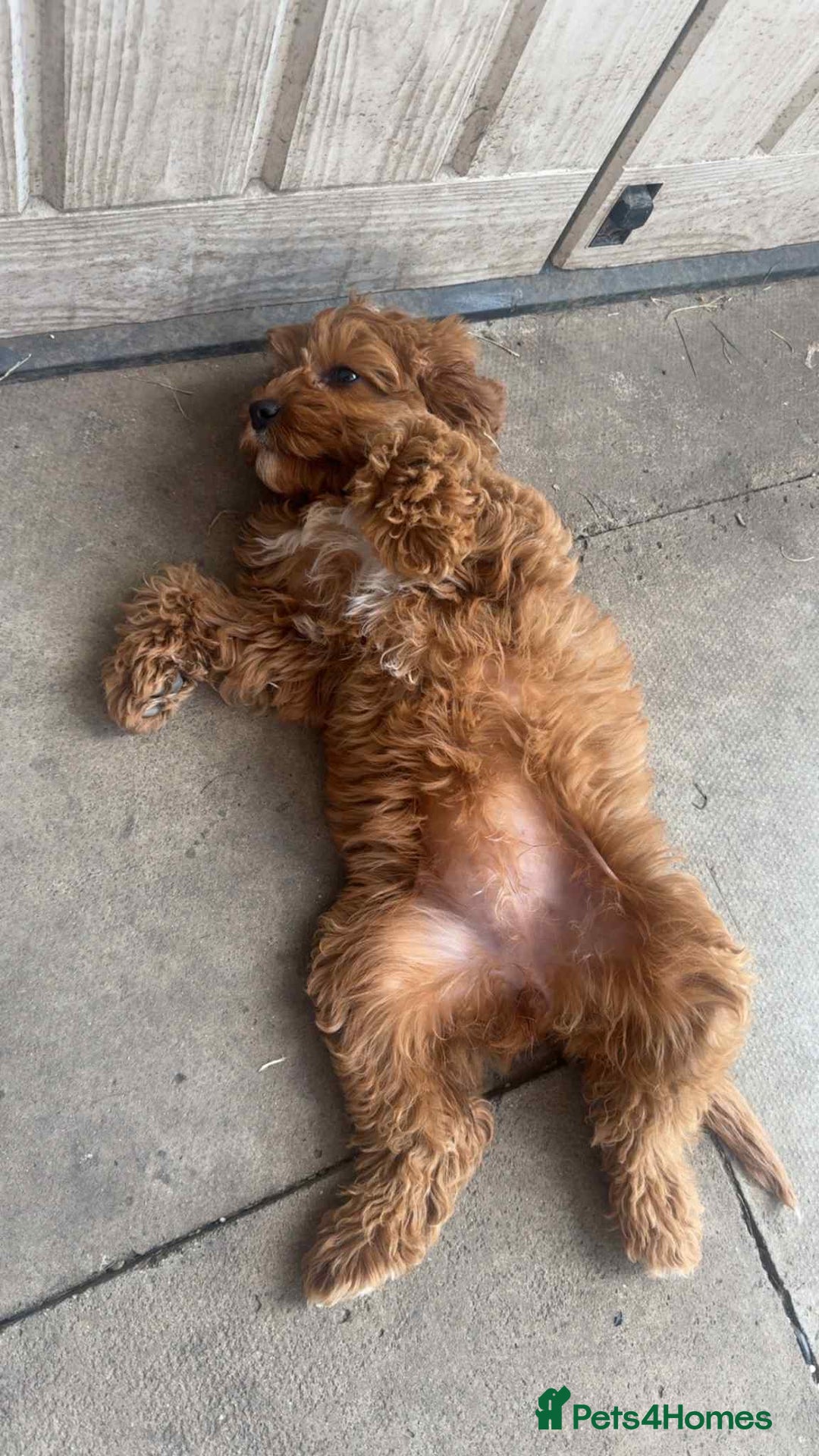 Cavapoo dogs for sale: Red F1 Cavapoo female - Image 2